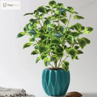 Dlight Decor Eucalyptus Tree for Tropical Indoor Floor Styling