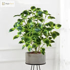 Dlight Decor Eucalyptus Tree for Tropical Indoor Floor Styling