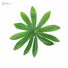 Dlight Decor Fatsia Palm Plant for Tropical Indoor Outdoor Styling 85cm 15Leaves