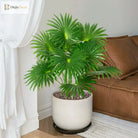 Dlight Decor Large Palm Tree 55 to 95cm Tropical Plant