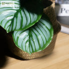 Dlight Decor Monstera Palm Branch for Tropical Home Styling A