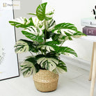 Dlight Decor Monstera Turtle Leaf Plant for Indoor and Garden Display