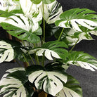 Dlight Decor Monstera Turtle Leaf Plant for Indoor and Garden Display