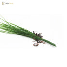 Dlight Decor Onion Grass Bunch for Natural Green Wall and Home Decor