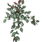 Dlight Decor Scindapsus Vine for Wall Hanging and Garden Styling 45cm B