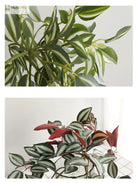 Dlight Decor Scindapsus Vine for Wall Hanging and Garden Styling