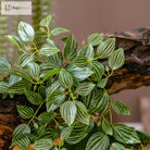 Dlight Decor Scindapsus Vine for Wall Hanging and Garden Styling