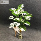 Dlight Decor White Monstera Palm for Bold Floor Styling
